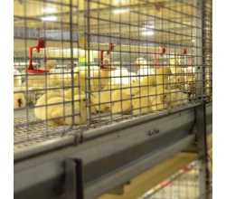 cage-checkweigher
